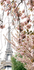 Spring Eiffel Tower With Bherry Blossoms Plakat - Posterbox