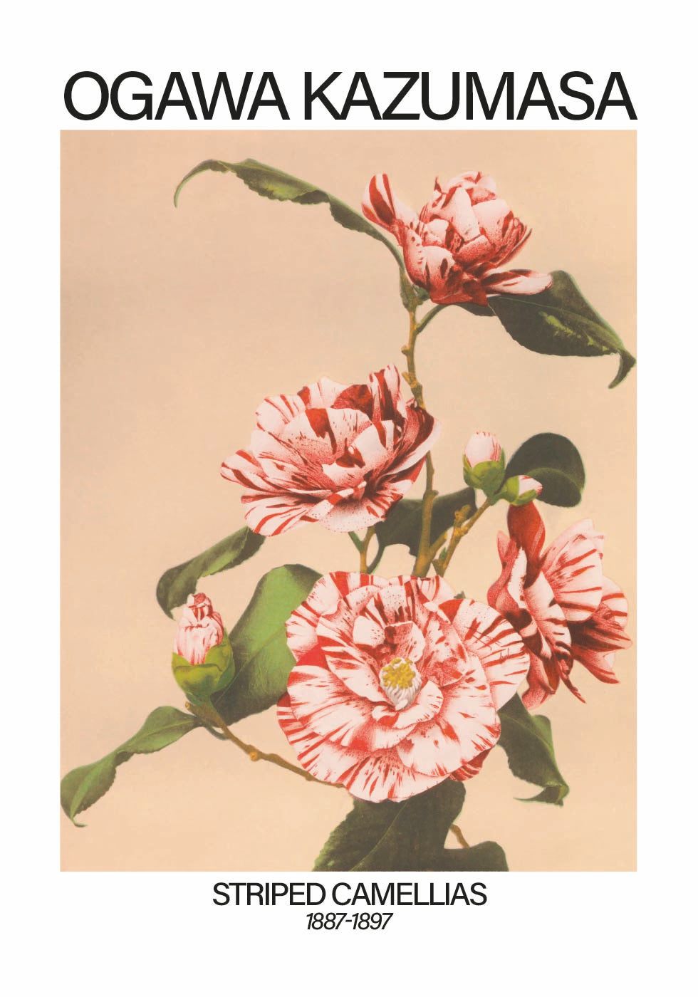Striped Camellias Print, Ogawa Kazumasa Poster - Posterbox.dk