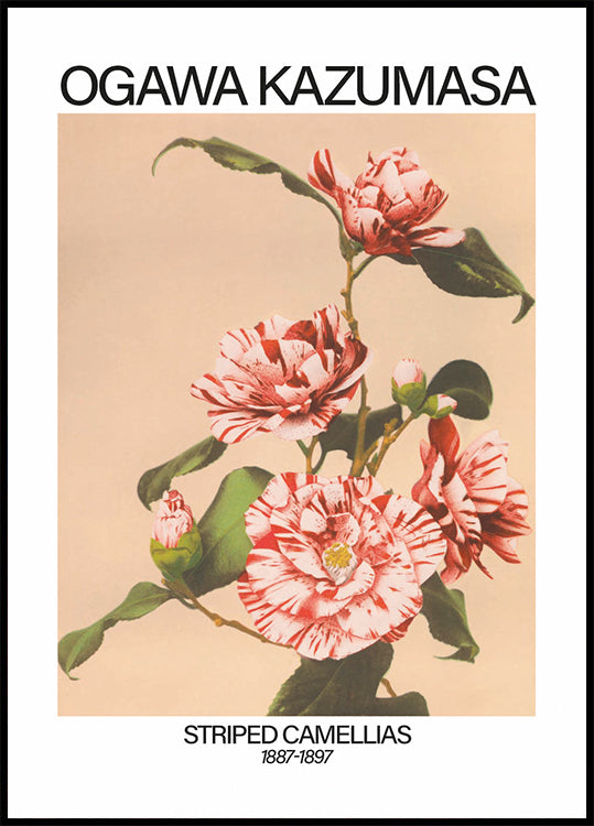 Striped Camellias Print, Ogawa Kazumasa Poster - Posterbox.dk
