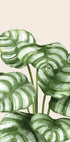 Striped Green Leaves Botanical Poster - Posterbox.dk
