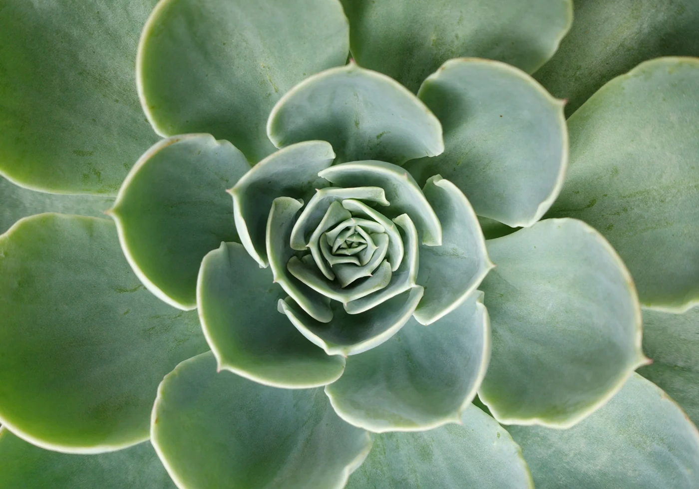 Succulent Spiral Poster - Posterbox.dk