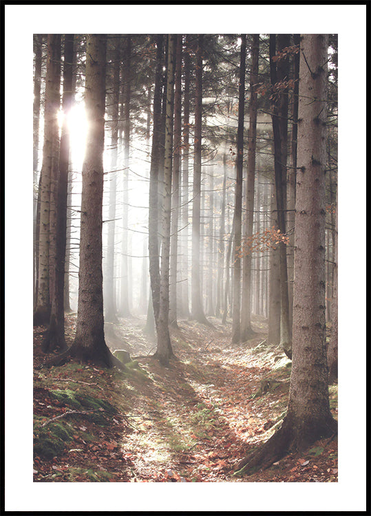 Sunbeam Forest Poster - Posterbox.dk