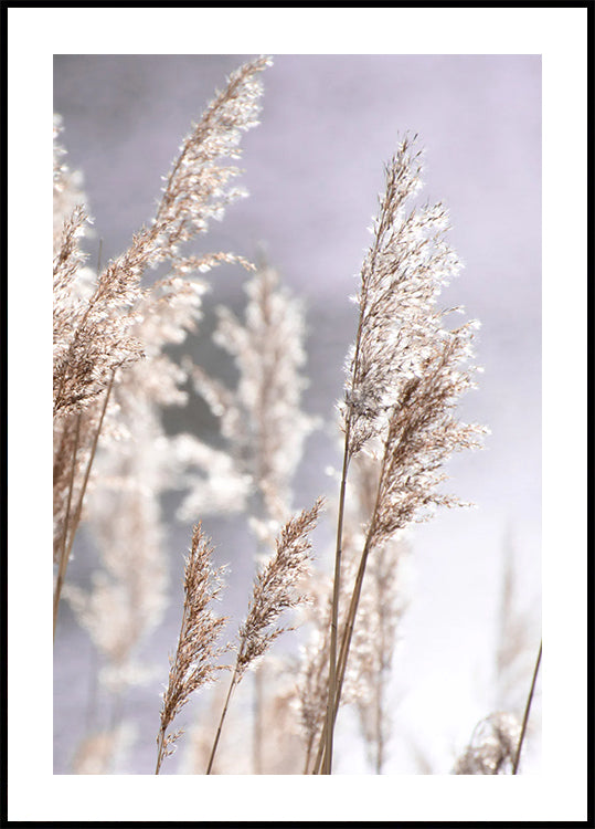 Sunset in the Field, Pampas Grass Nature Poster - Posterbox.dk