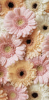 Tender Gerbera Poster - Posterbox.dk