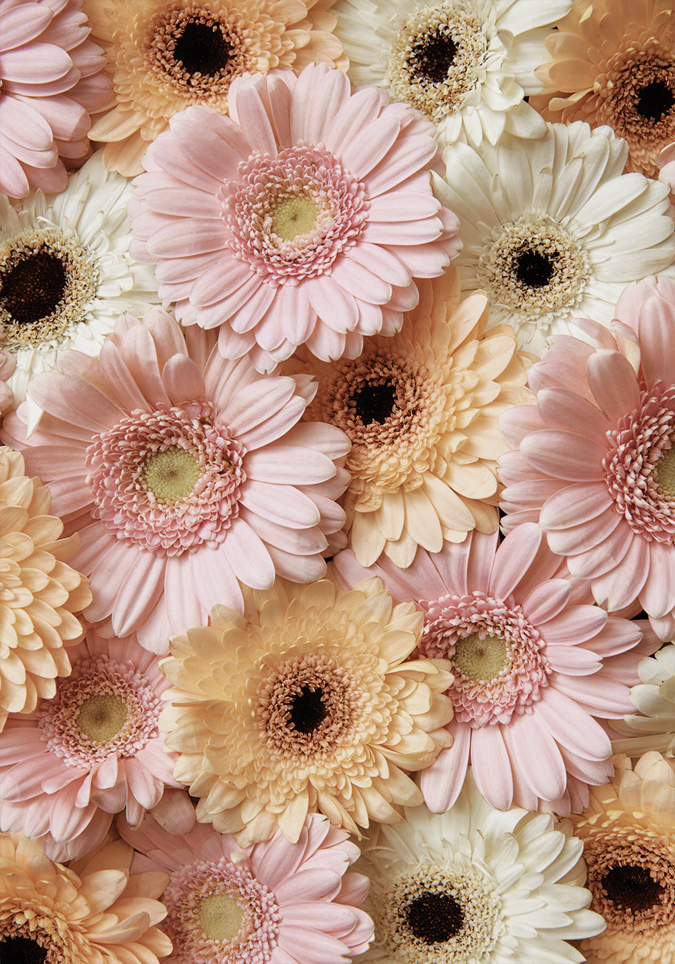 Tender Gerbera Poster - Posterbox.dk