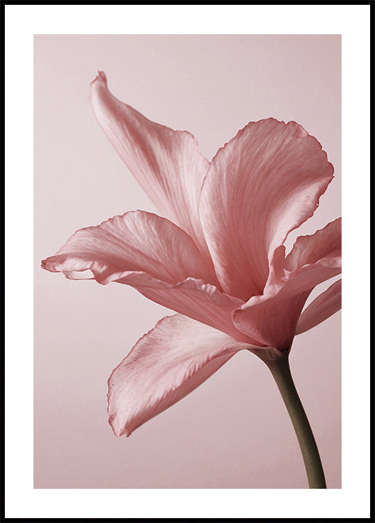 Tender Pink Lily Poster - Posterbox.dk