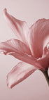 Tender Pink Lily Poster - Posterbox.dk