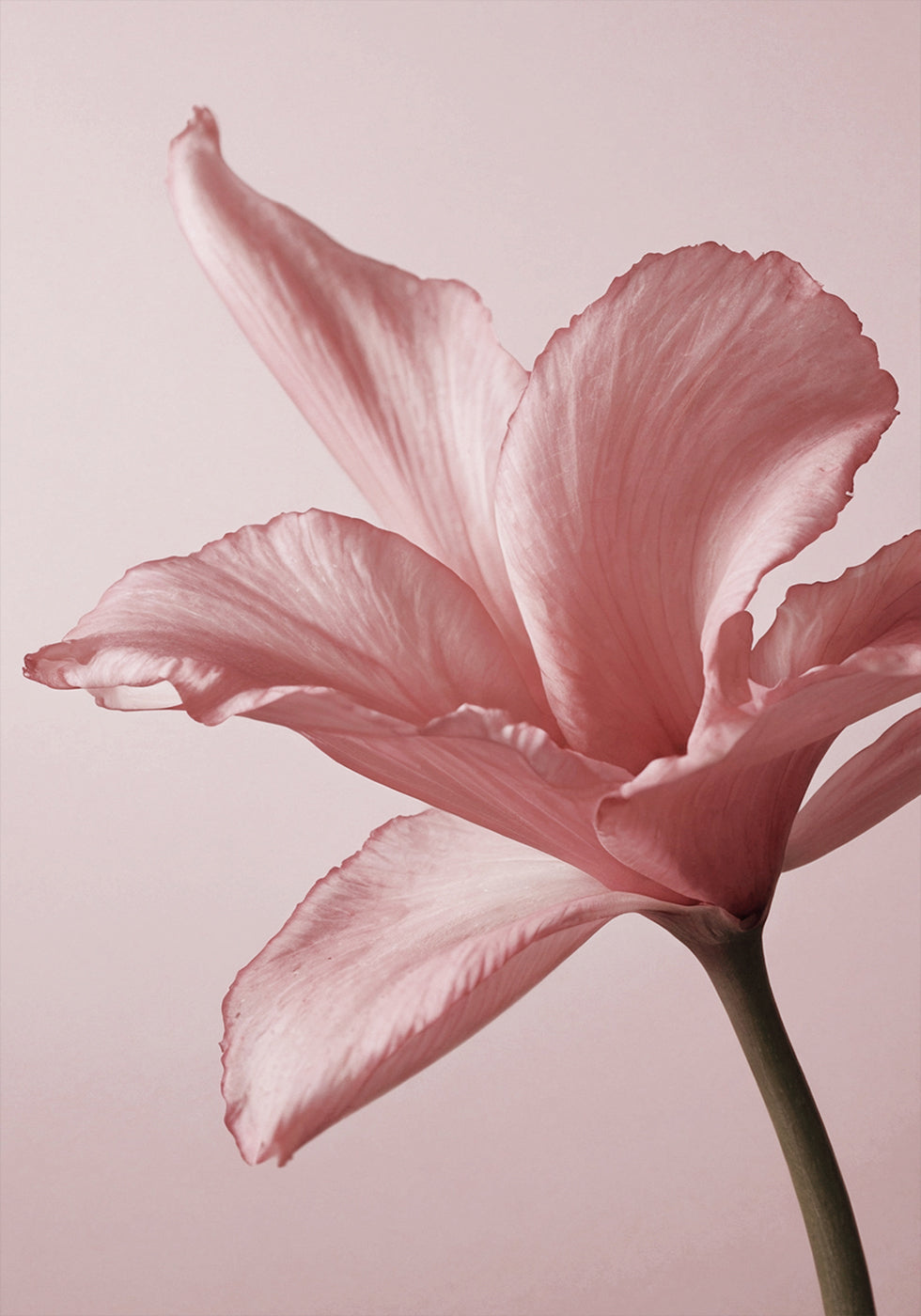 Tender Pink Lily Poster - Posterbox.dk