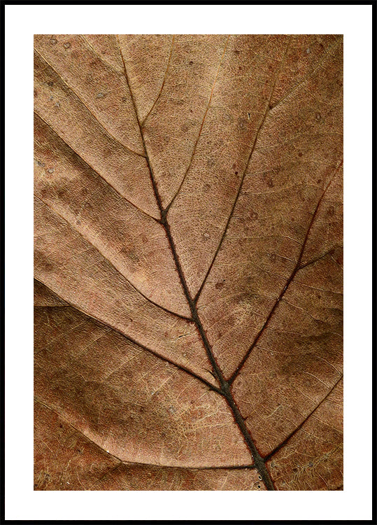 Textured Dry Leaf Poster - Posterbox.dk