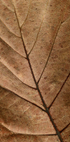 Textured Dry Leaf Poster - Posterbox.dk