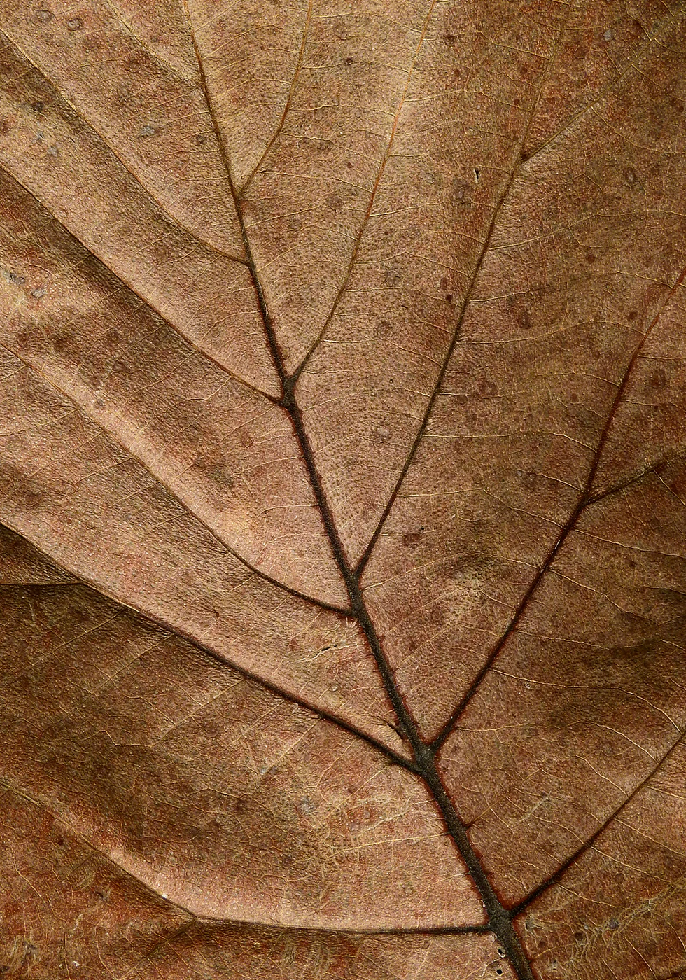 Textured Dry Leaf Poster - Posterbox.dk