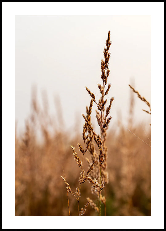Tranquil Beach Grass Poster - Posterbox.dk
