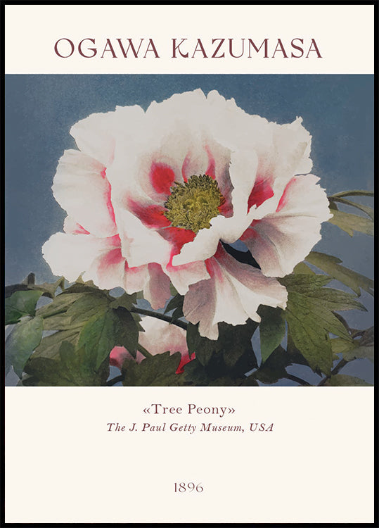 Tree Peony, Ogawa Kazumasa Foral Poster - Posterbox.dk