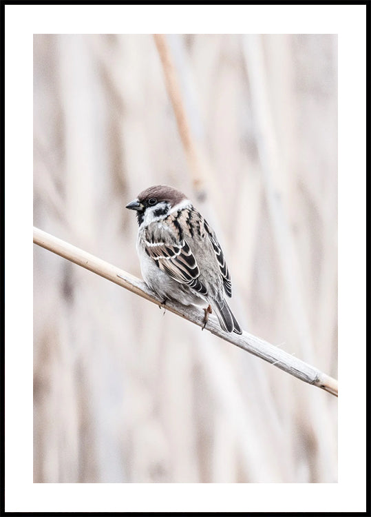 Tree Sparrow on Branch Poster - Posterbox.dk