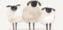 Trio Of Sheep Poster - Posterbox.dk