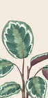 Variegated Green and Purple Plant Poster - Posterbox.dk