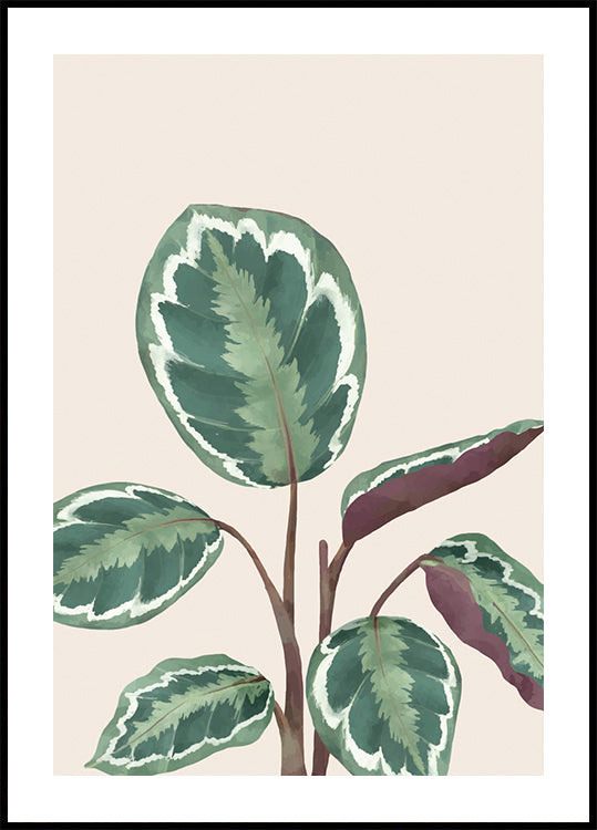 Variegated Green and Purple Plant Poster - Posterbox.dk