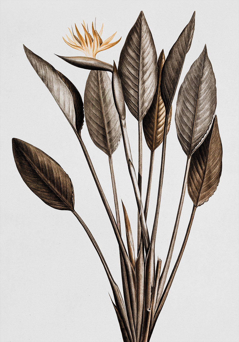 Vintage Bird of Paradise Poster - Posterbox.dk