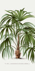 Vintage Palm Tree No. 1 Poster - Posterbox.dk