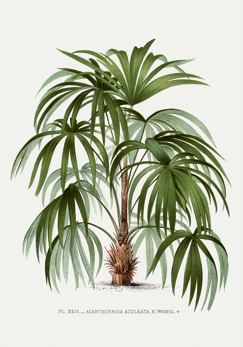 Vintage Palm Tree No. 1 Poster - Posterbox.dk