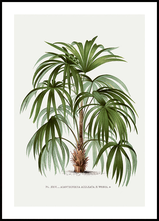 Vintage Palm Tree No. 1 Poster - Posterbox.dk