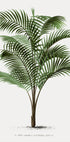 Vintage Palm Tree No. 2 Poster - Posterbox.dk