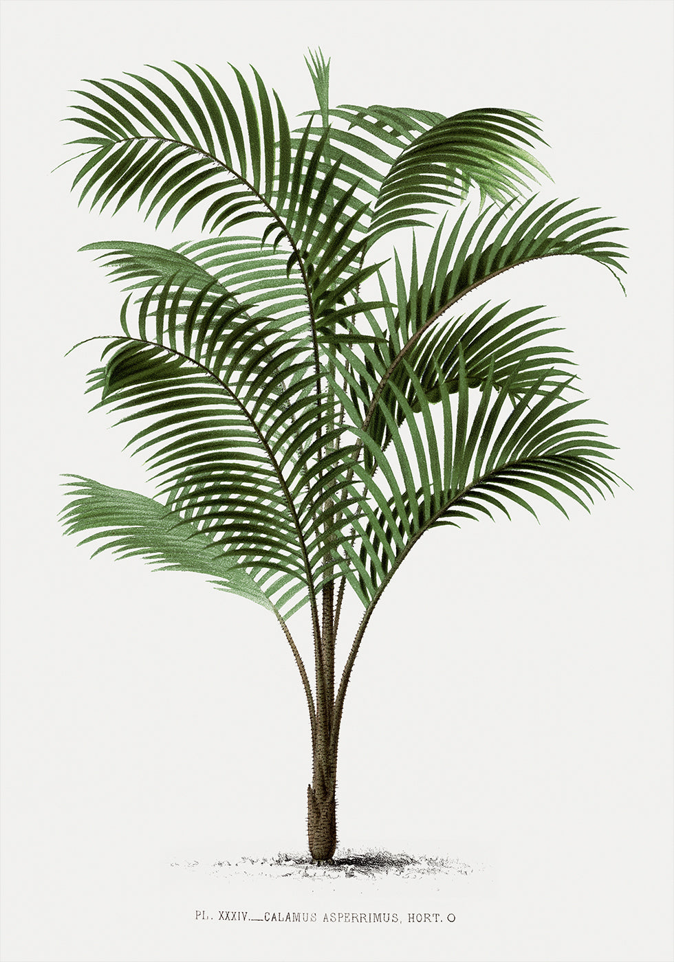Vintage Palm Tree No. 2 Poster - Posterbox.dk