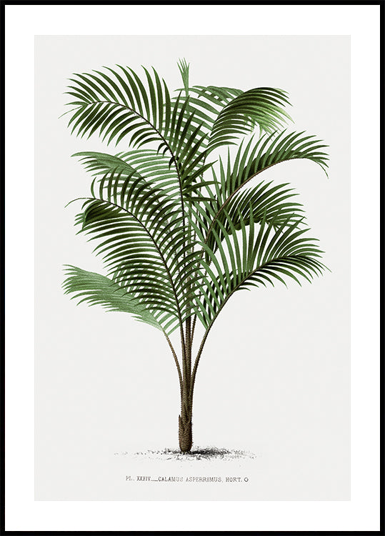 Vintage Palm Tree No. 2 Poster - Posterbox.dk