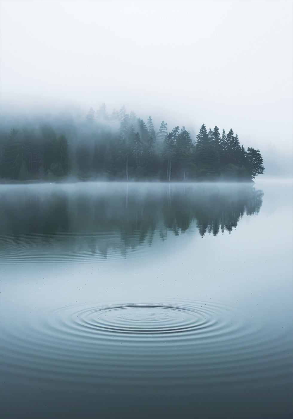 Water Ripples and Foggy Forest Poster - Posterbox.dk