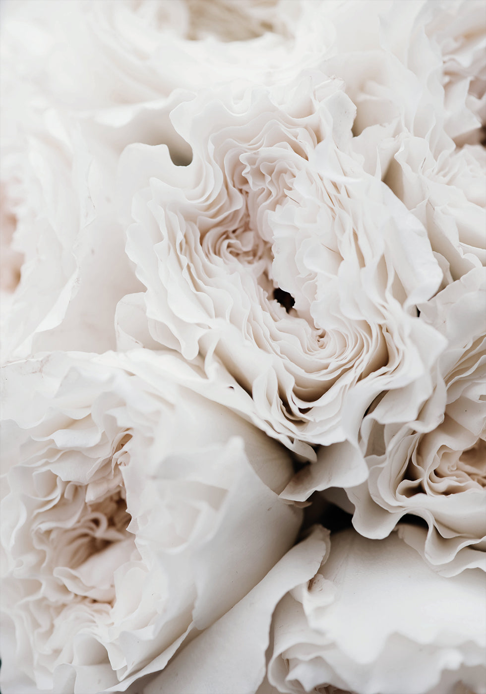 White Blossoming Roses Poster - Posterbox.dk