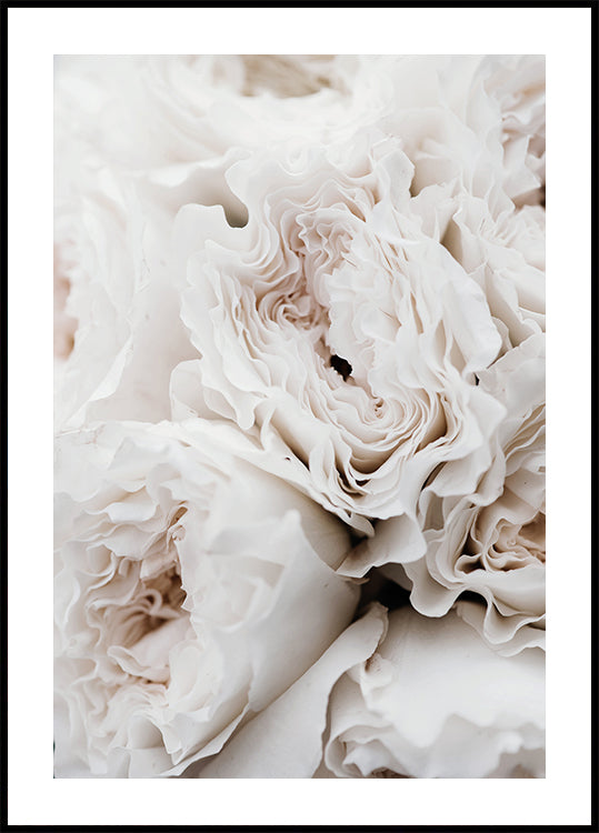 White Blossoming Roses Poster - Posterbox.dk