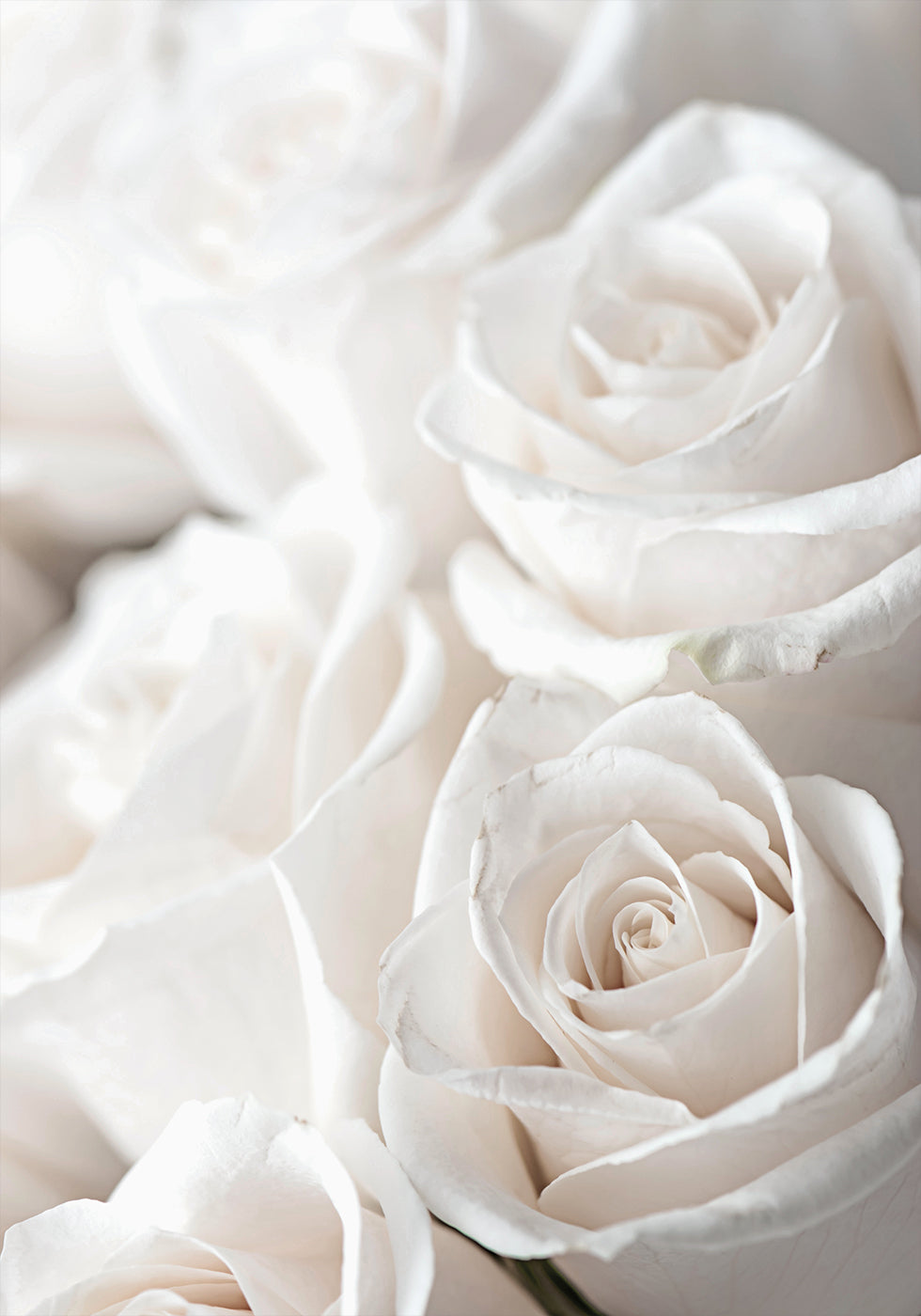 White Blossoming Roses Poster - Posterbox.dk