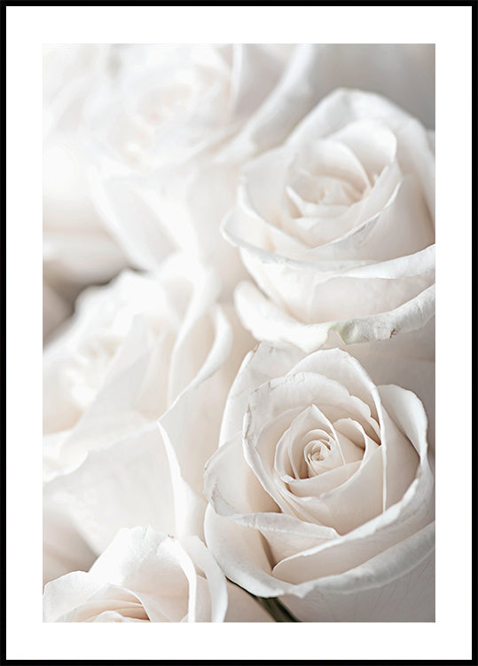 White Blossoming Roses Poster - Posterbox.dk