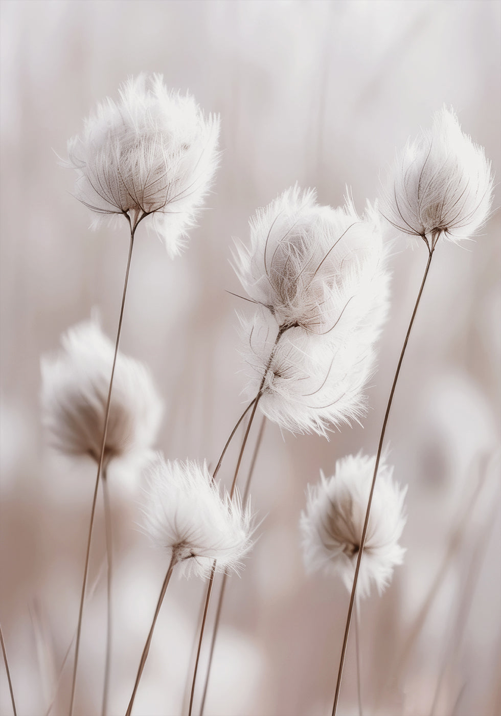 White Cotton Grass Poster - Posterbox.dk