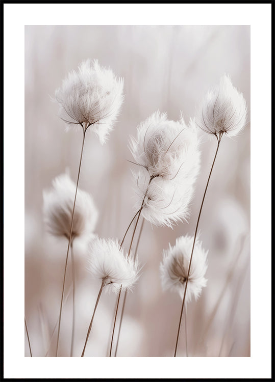 White Cotton Grass Poster - Posterbox.dk
