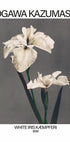 White Iris print, Ogawa Kazumasa Poster - Posterbox.dk