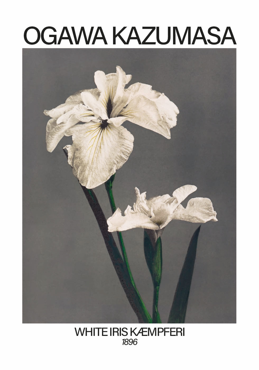 White Iris print, Ogawa Kazumasa Poster - Posterbox.dk