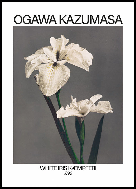 White Iris print, Ogawa Kazumasa Poster - Posterbox.dk