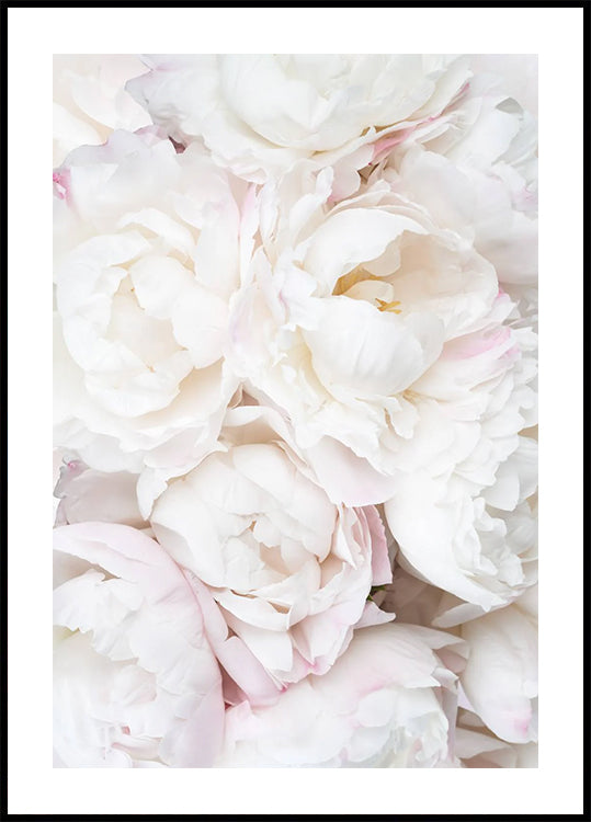 White Peonies, Soft Romantic Floral Close-up Poster - Posterbox.dk