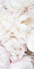 White Peonies, Soft Romantic Floral Close-up Poster - Posterbox.dk