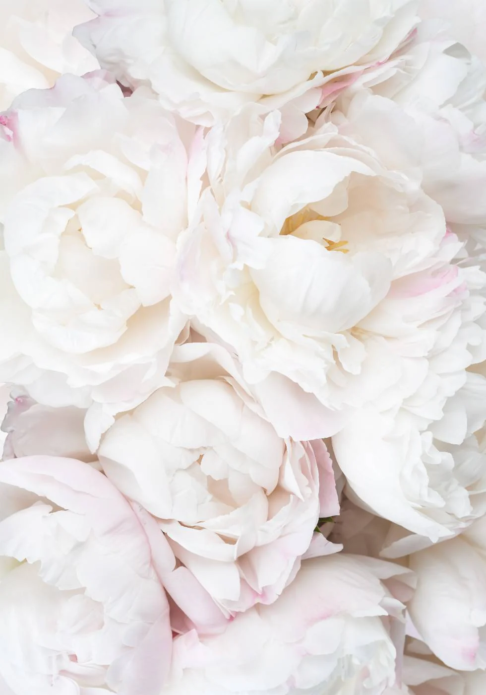 White Peonies, Soft Romantic Floral Close-up Poster - Posterbox.dk