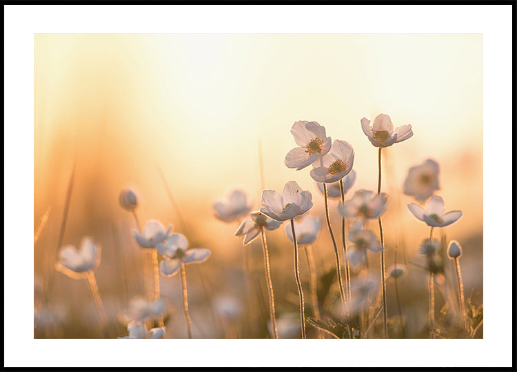 Wild Anemone at Sunset Poster - Posterbox.dk