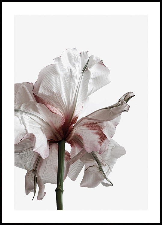Wilting Beauty: A Drying Flower Poster - Posterbox.dk