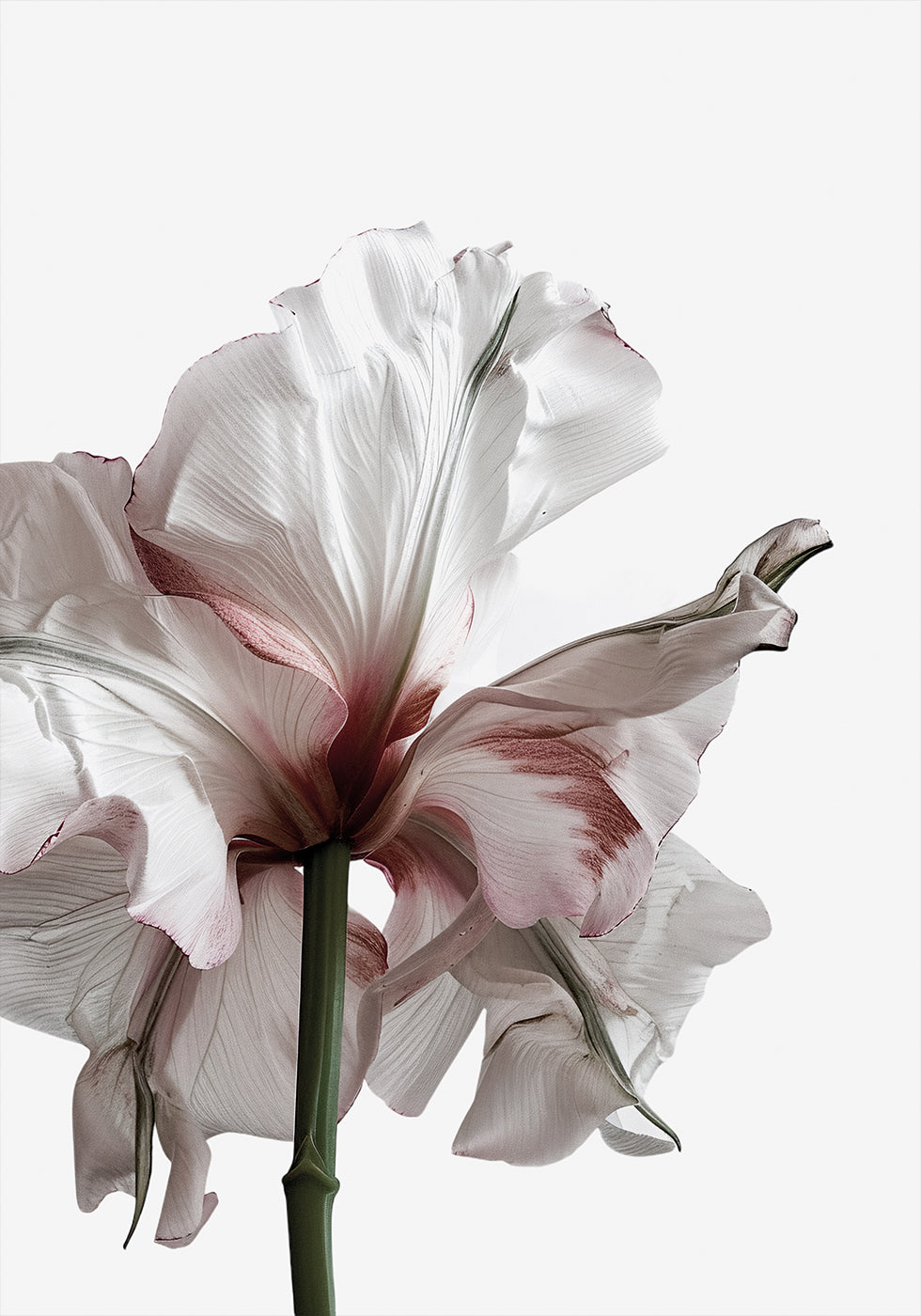 Wilting Beauty: A Drying Flower Poster - Posterbox.dk