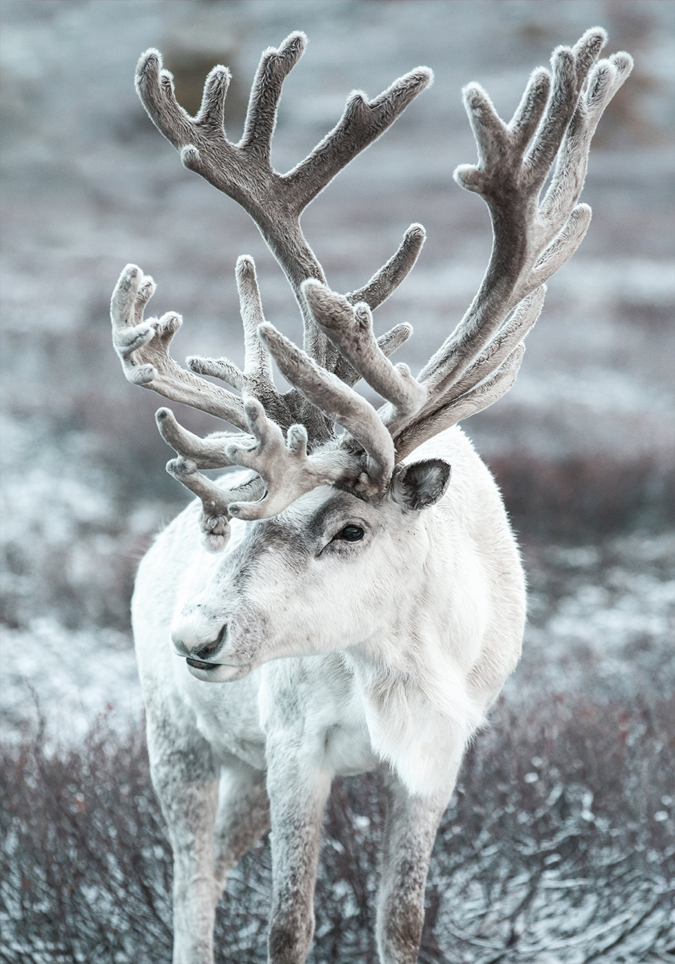 Winter Reindeer in Frosty Landscape Poster - Posterbox.dk