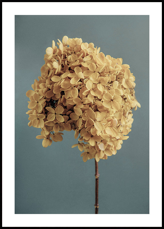 Yellow Hydrangea Poster - Posterbox.dk