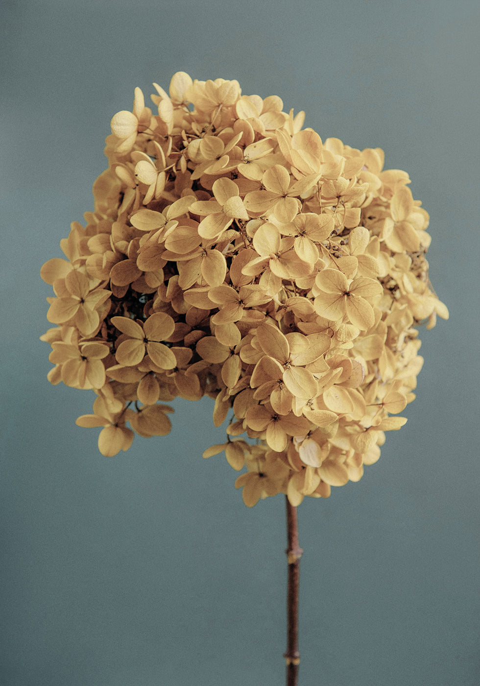 Yellow Hydrangea Poster - Posterbox.dk
