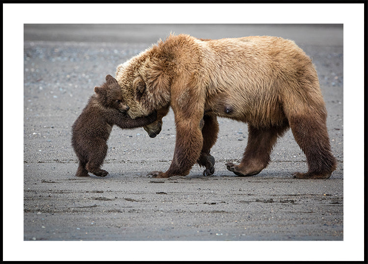 A Little Bear Hug Plakat - Posterbox
