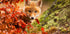 Fox  Plakat - Posterbox