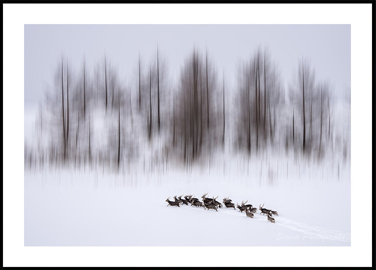 Winter in Hokkaido Plakat - Posterbox